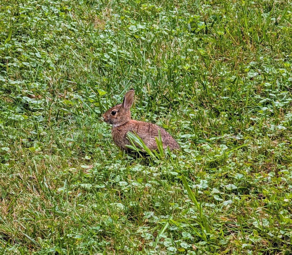 A pale brown bunny in a public park in Washington, DC