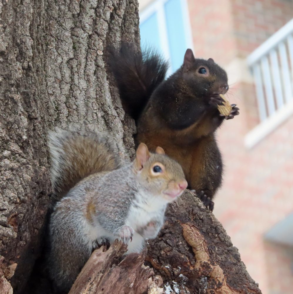 brown squirrel and gray squirrel next to each other in a tree 