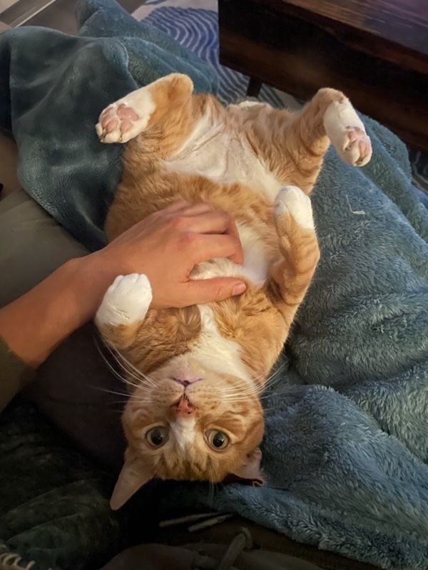 Orange and white cat happily submitting to belly rubs