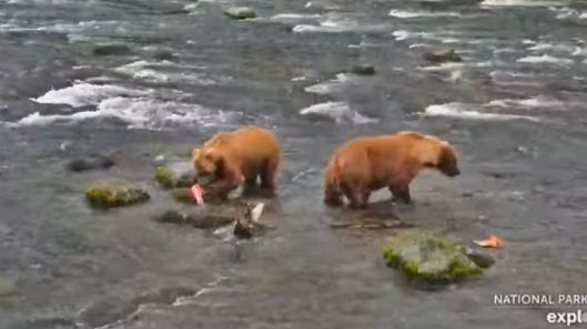 Two bears in a river. One of them is eating a salmon