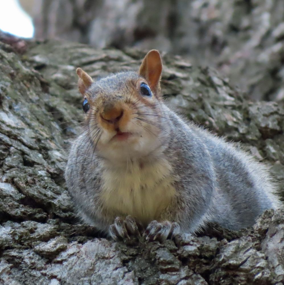 gray squirrel in tree, looking quizzical 
