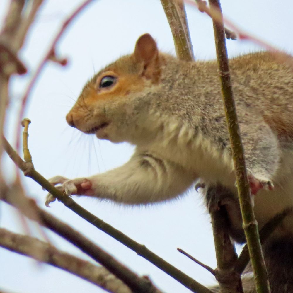 gray squirrel in tree, reaching for tree bud, gazing in awe 