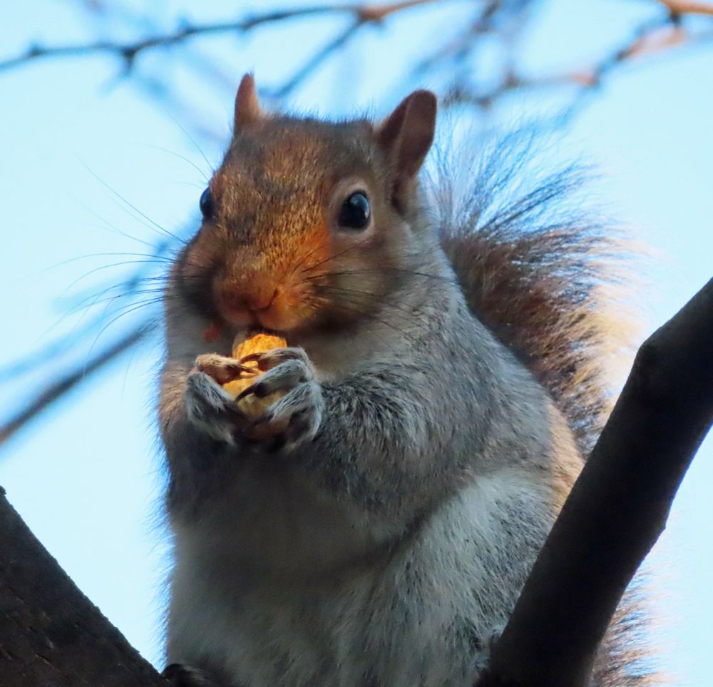 cute squirrel with chubby cheeks, eating a peanut 