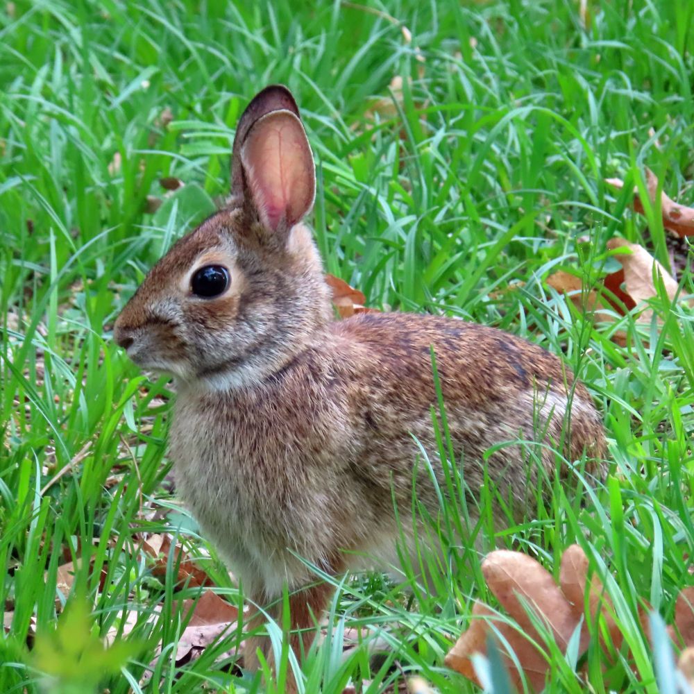 brown bunny in green grass 