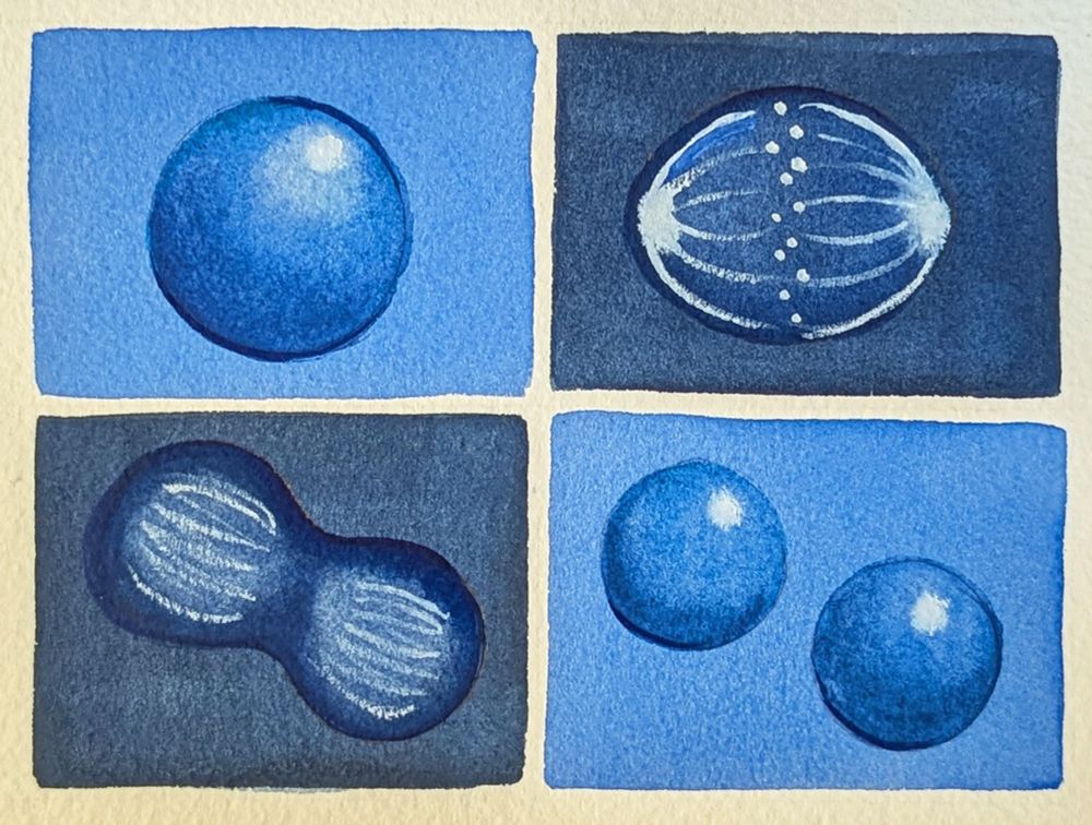 watercolor of mitosis images in blue and white 