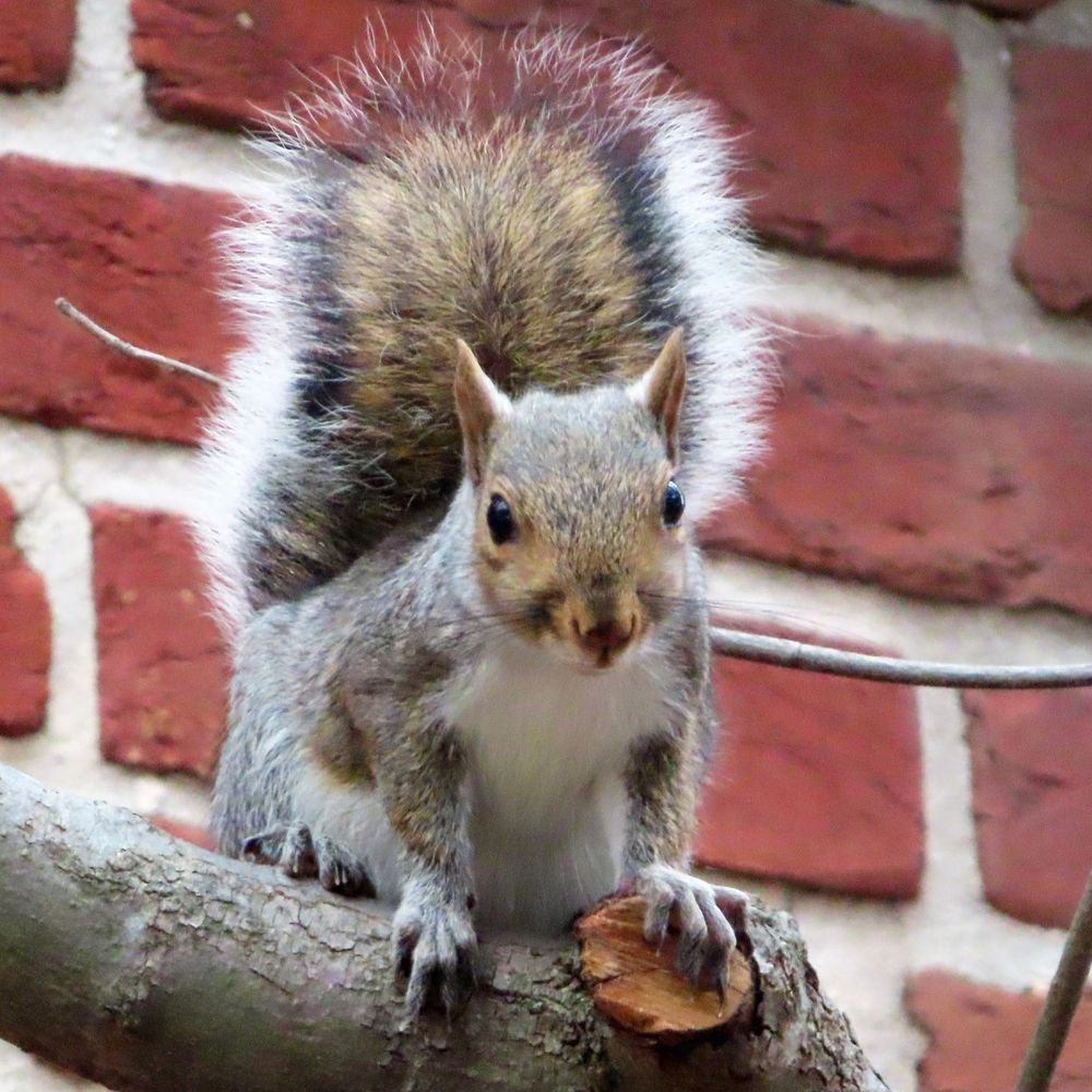 gray squirrel in tree in front of brick wall 