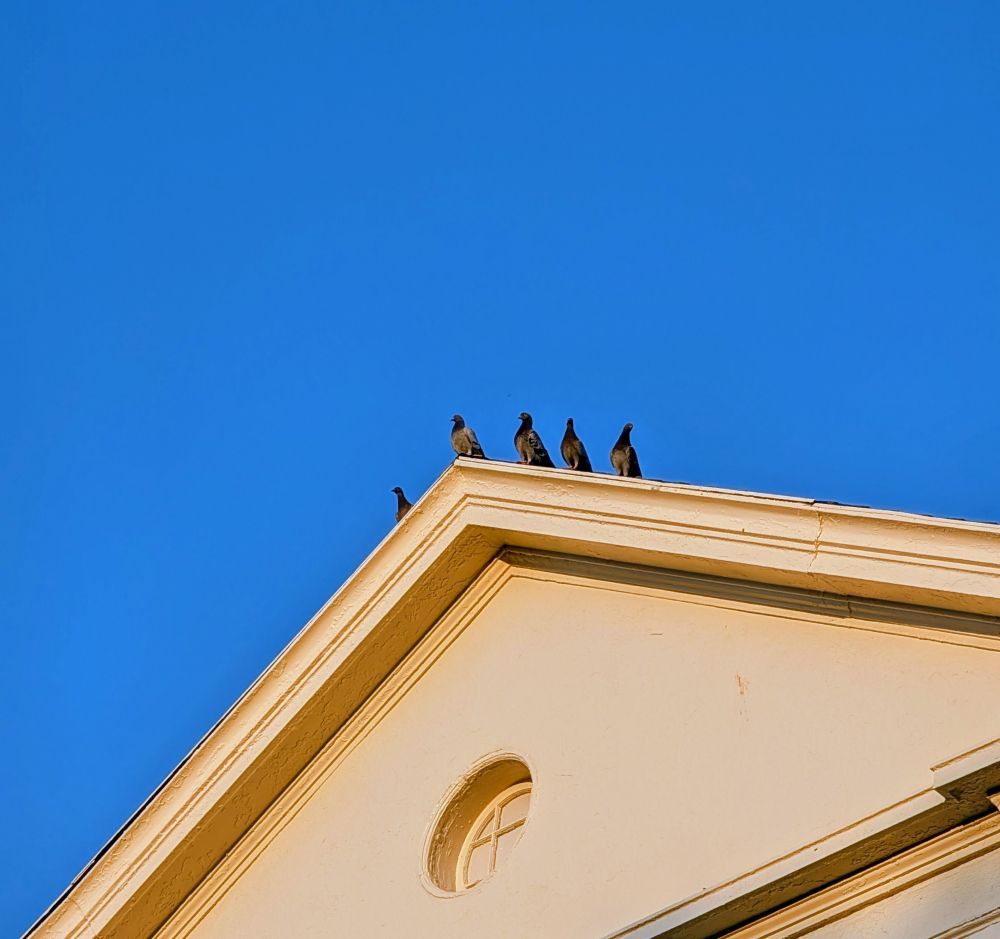 Five pigeons on the roof of a building