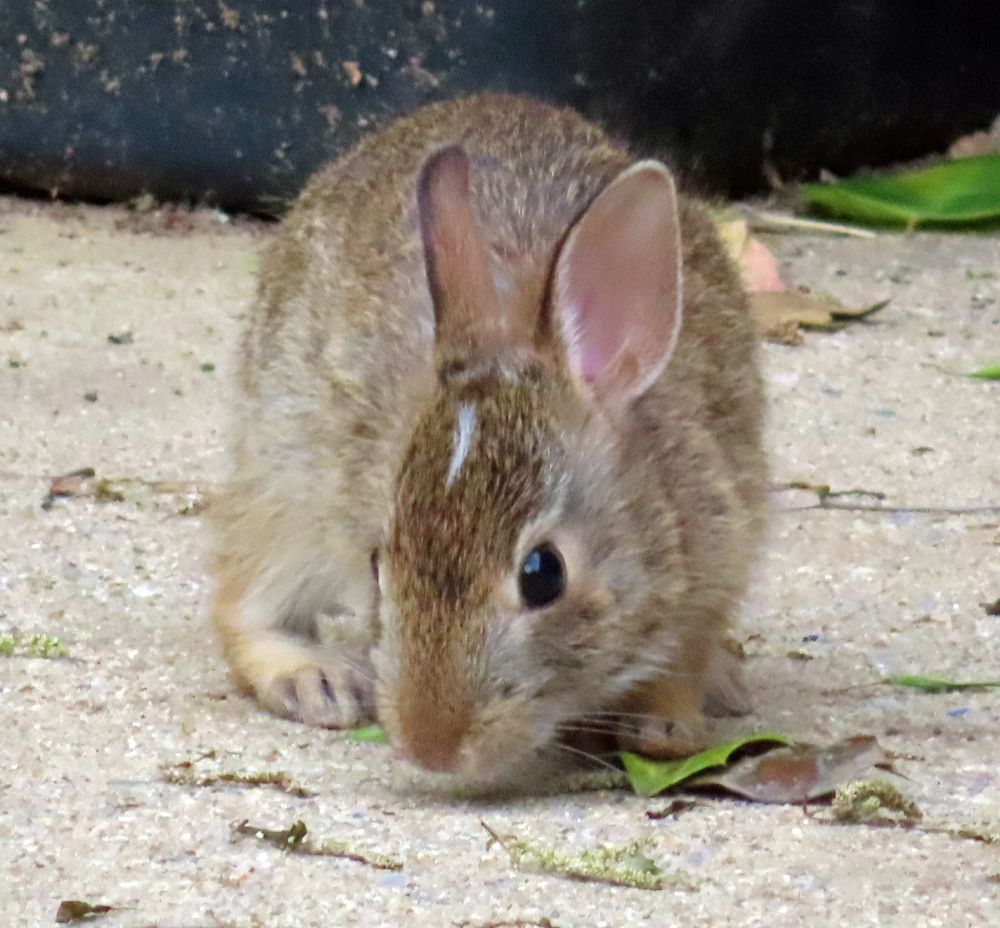 small brown bunny 