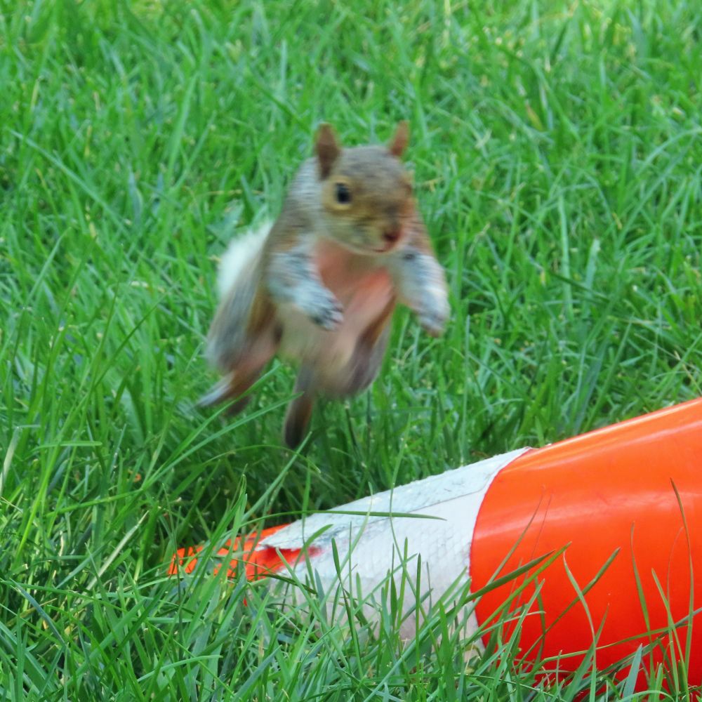 squirrel jumps over an orange safety cone 