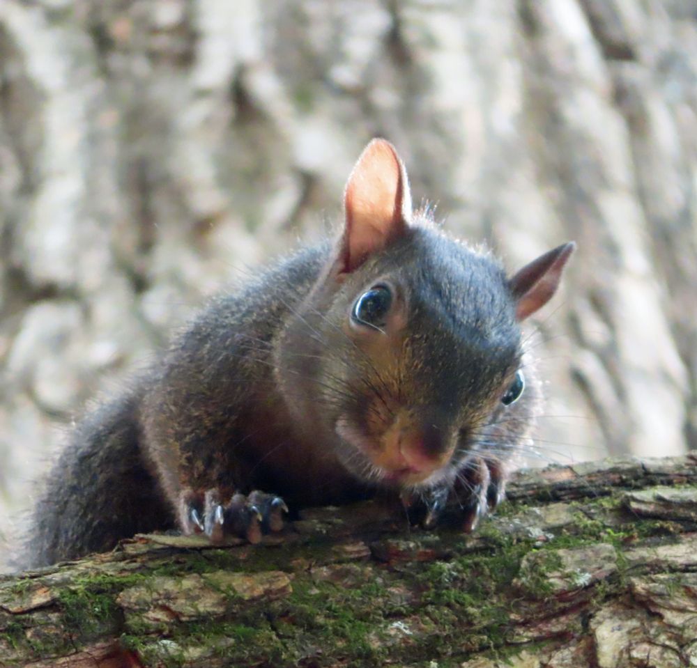 beautiful dark squirrel knows their angles