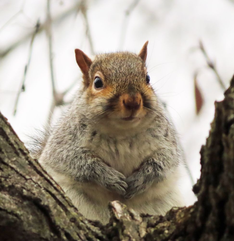 fluffy gray squirrel in a tree, paws tucked 
