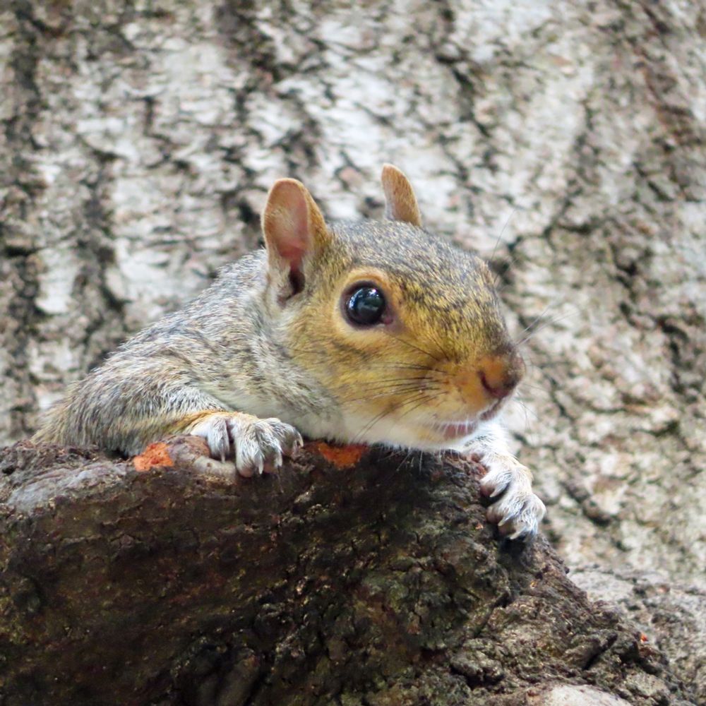 gray squirrel peeking over tree burl 