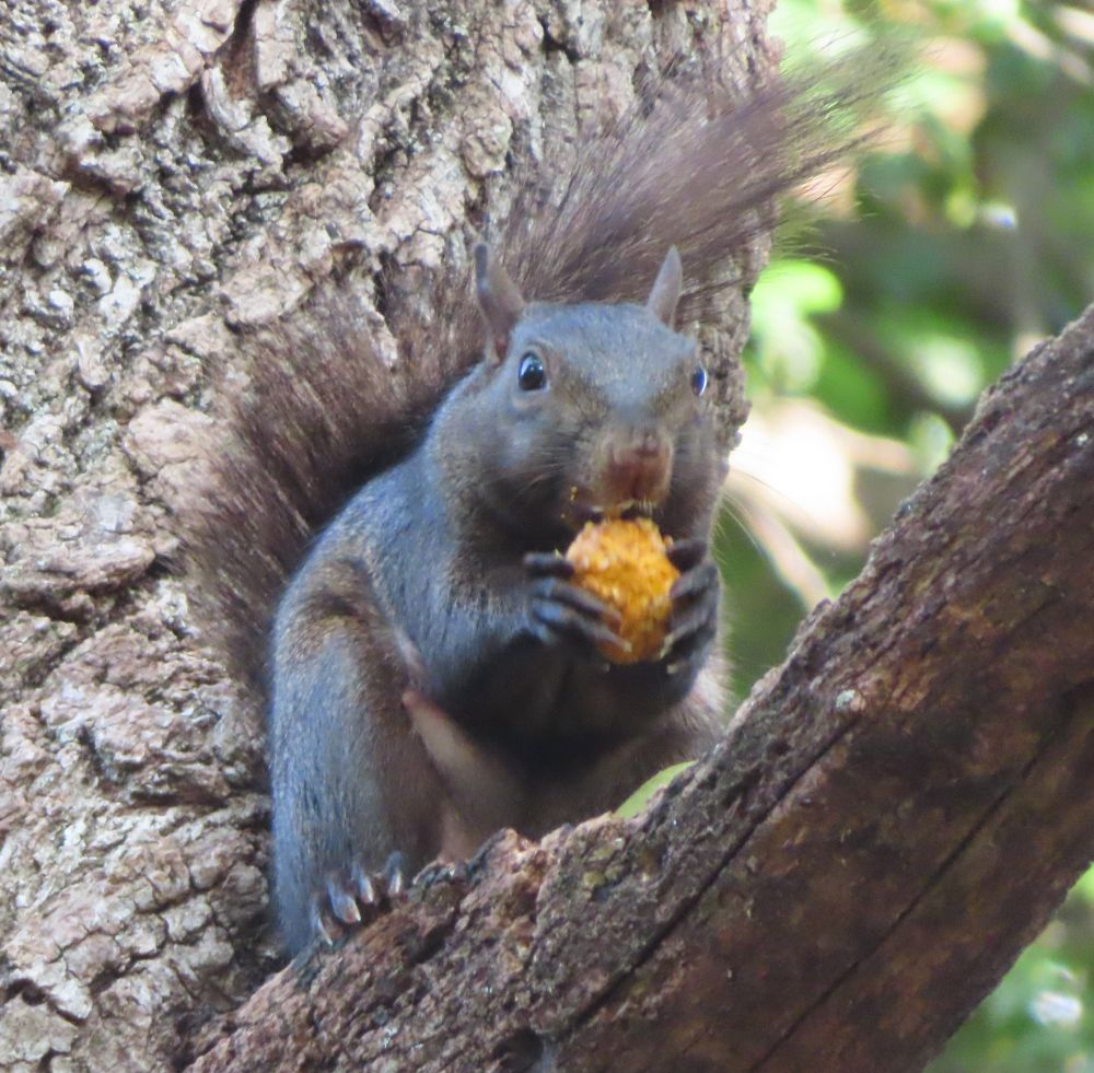 black squirrel eating a walnut in a tree 