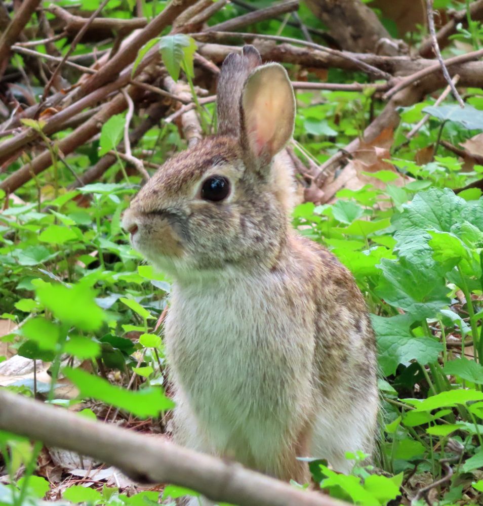 brown bunny with cream chest 