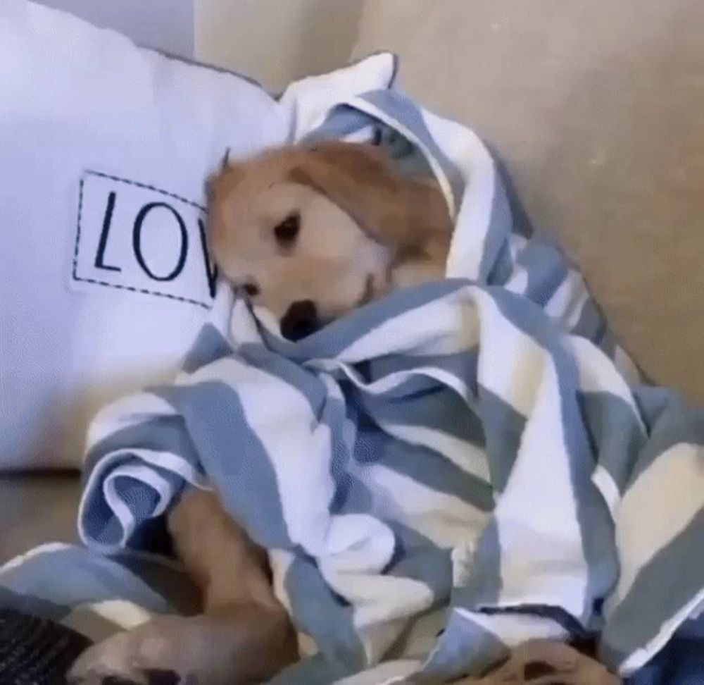 a dog wrapped in a blue and white striped blanket with a love pillow behind it