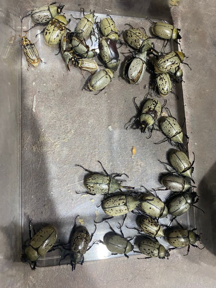 A photo of a container full of Hercules beetles