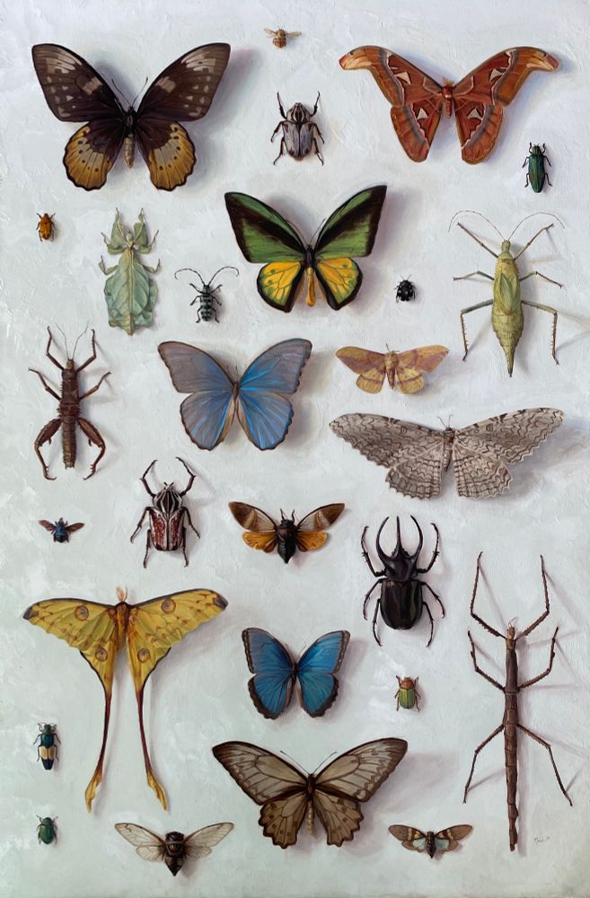 A painting of a bunch of different insects on a off white background 