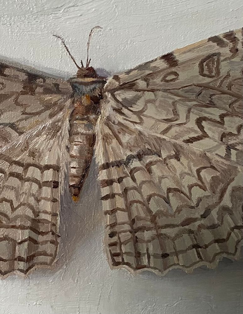 Close-up of a painting of a white witch moth on a white background. 