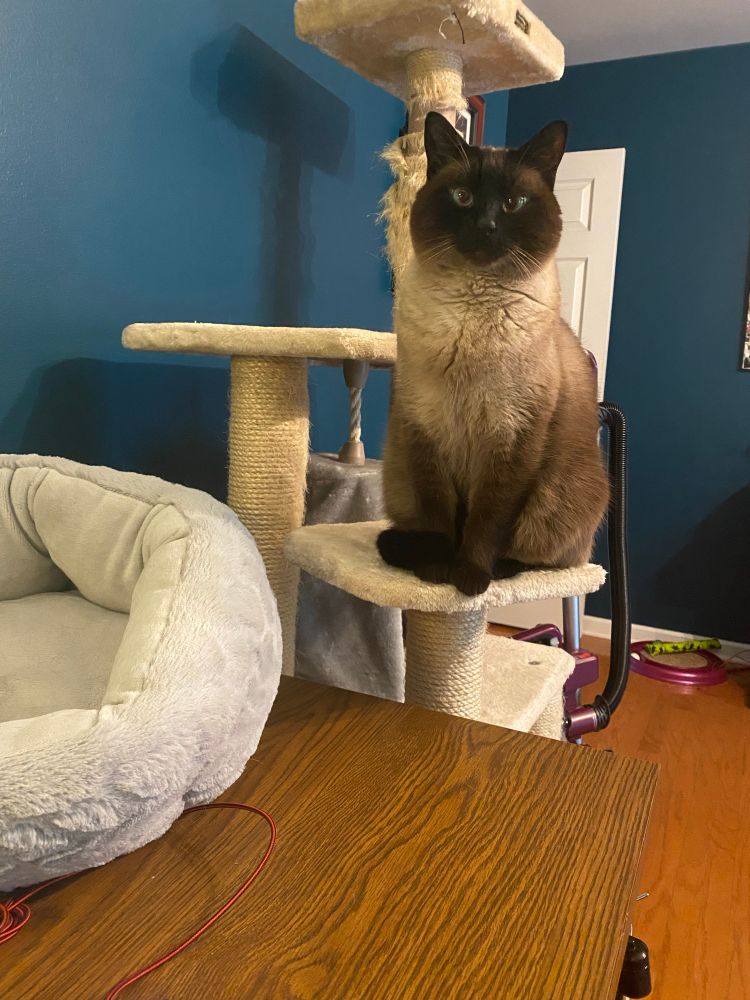 Siamese cat on a cat tree, aggressively staring to get attention 