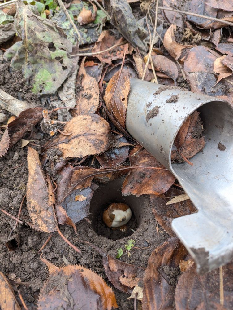 Image of tulip bulb in hole with bulb planter next to it.