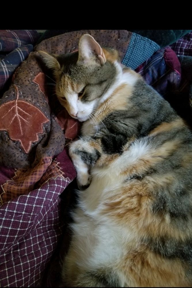 Gray, orange, and white Calico cat laying on a patchwork quilt of autumn colors