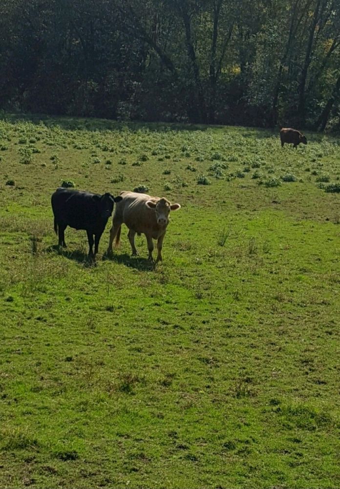 On a sunny day, two cows, one black and one brown, stand in a grassy field. In the distance behind them, near a line of trees,  is a lone brown cow.