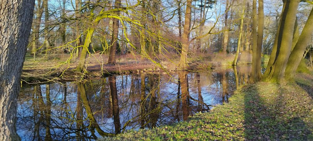 Trees in a park, standing around a little pond. The water is very calm, like a mirror, reflecting the sky and the trees. It's sunny.