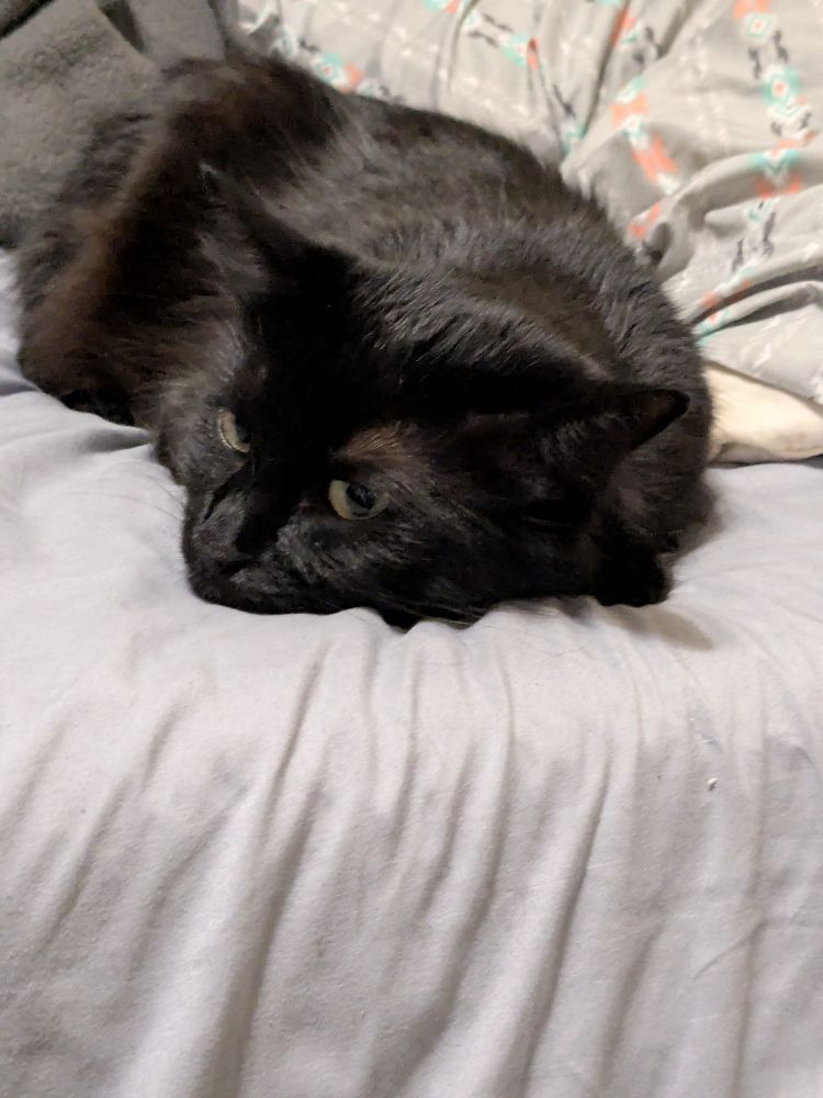black cat laying on the surface of a bed, facing the camera with her eyes open 
