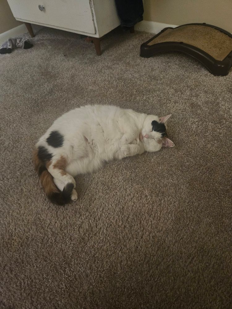 Calico cat curled up on floor; eyes closed, tail curled, paws upright