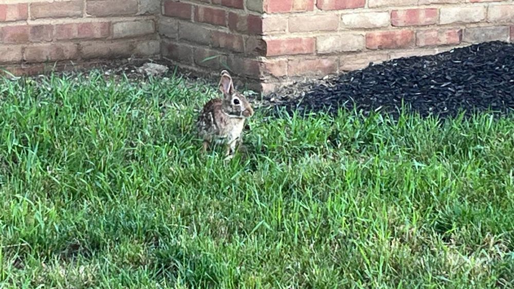 Small brown bunny sits in the green grass 
