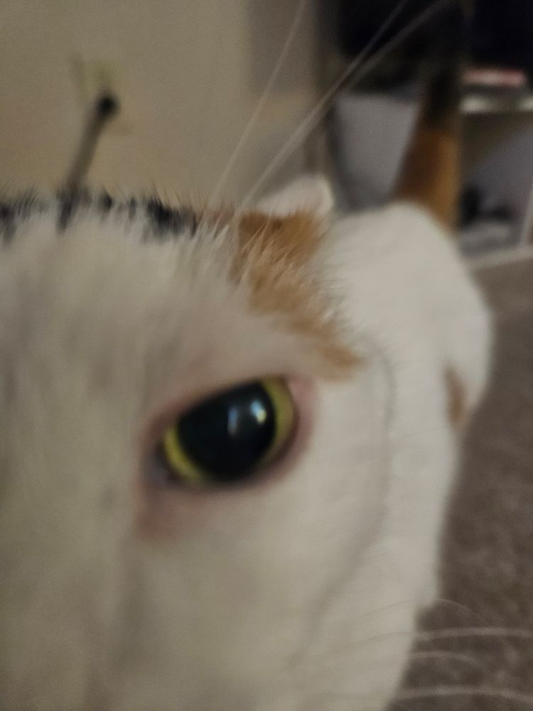 Close up of calico cat's eye as she boops the phone with her nose