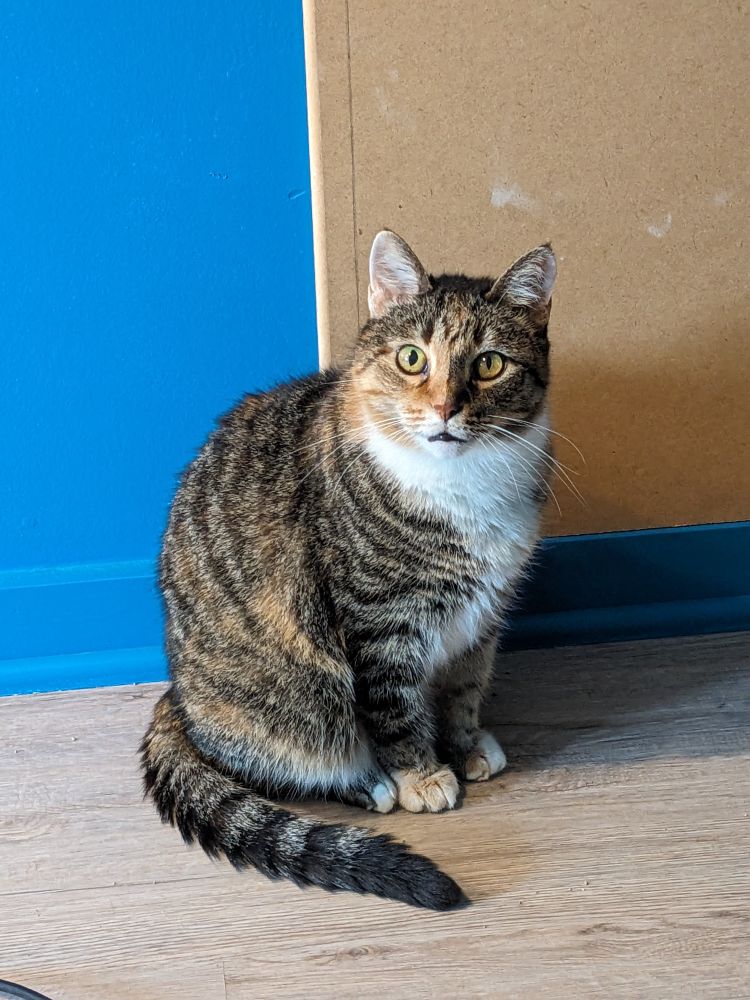 a tabby cat sitting and staring wide-eyed at the camera. one can only assume that there is nothing but a vast chasm between her ears.