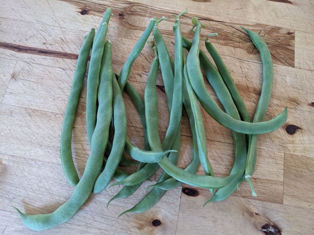 a handful of green beans from my garden