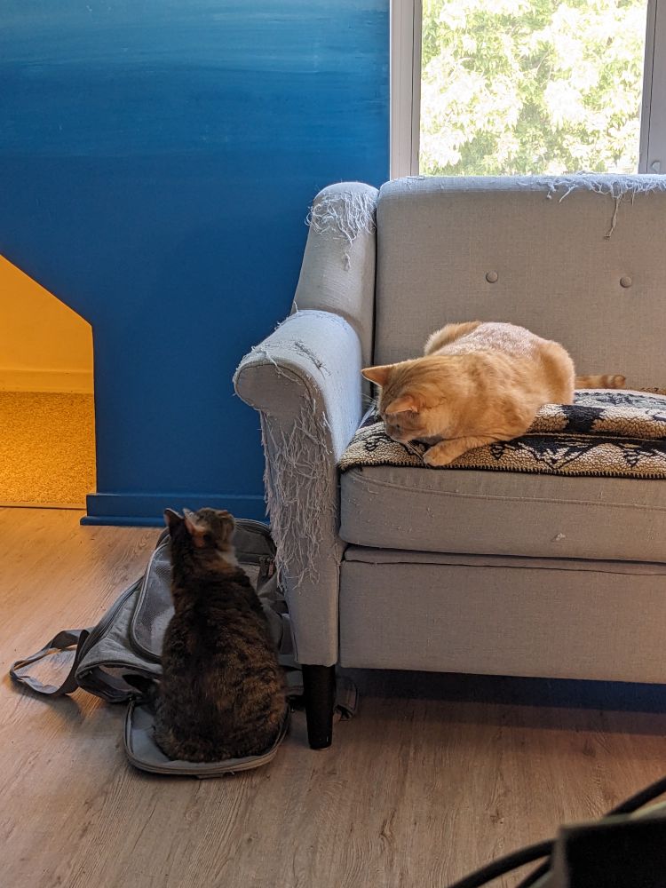 Yellow cat on couch looks down at brown cat, who is looking up at him