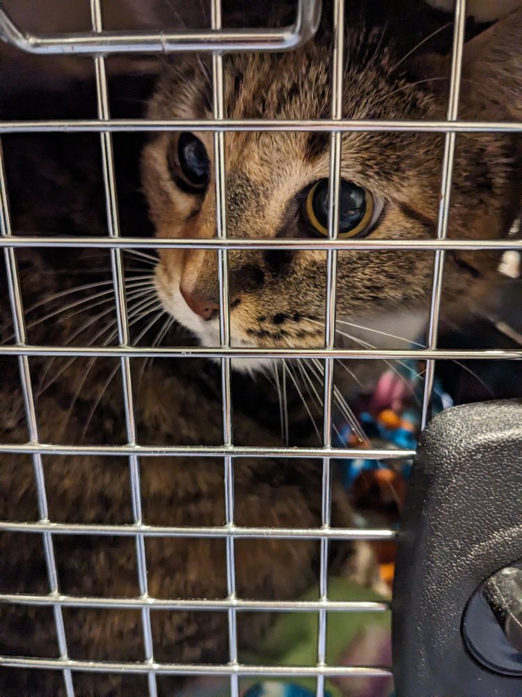 nutmeg in her carrier looking very indignant
