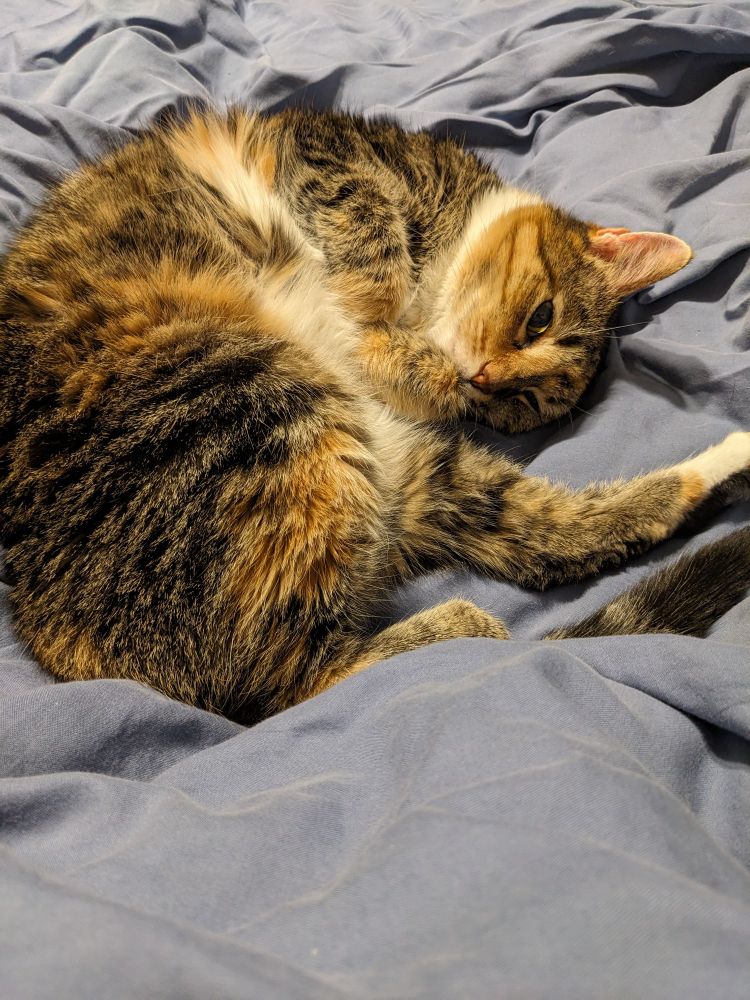 my cat curled up very cutely on the old sheets I put over my bed to protect it from her poop smears