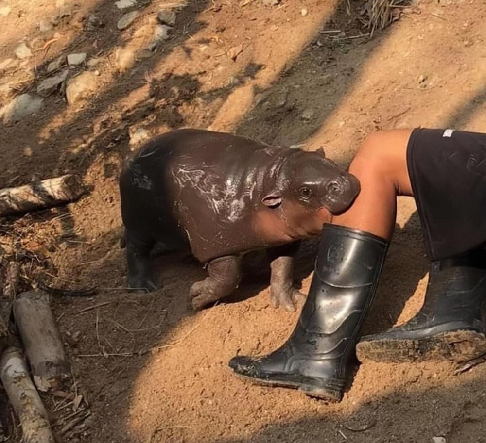 Moo Deng: The Pigmy Hippo, doing love nibbles a left calf of some random person.