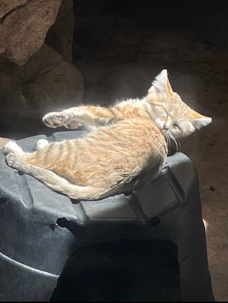 A photo of a rising ‘Sand Cat’ aka little murder kitty that
lives in the desert