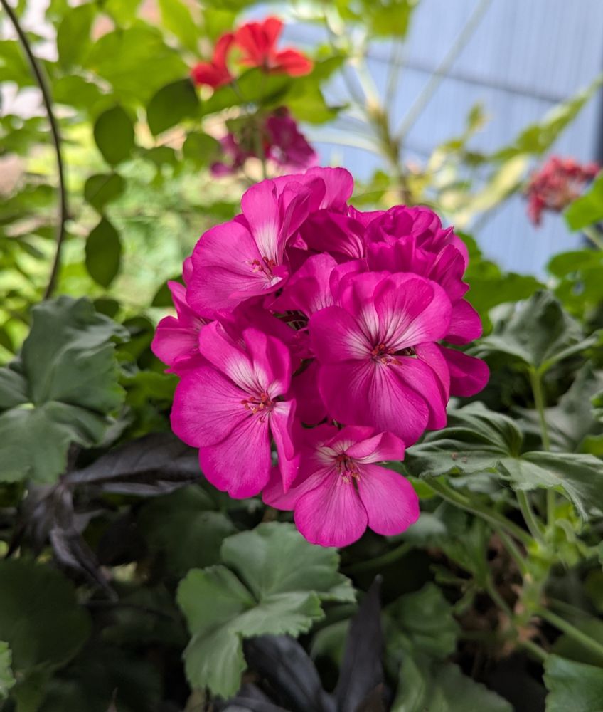 A cluster of bright pink Pelargonium inquinans flowers