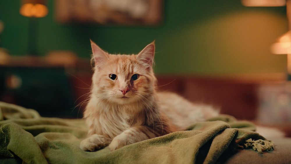 Pareltje van een oranje kater