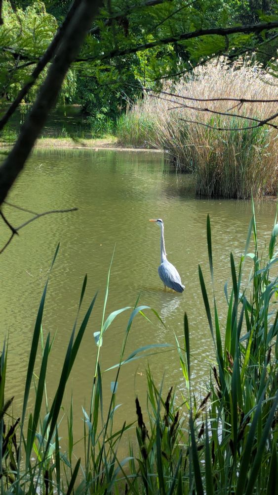 Heron in shallow waters looking for frogs to eat. 
