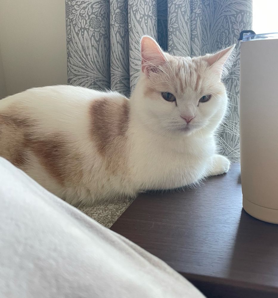 ソファの肘置きに寝そべって疲れた表情を浮かべる猫。