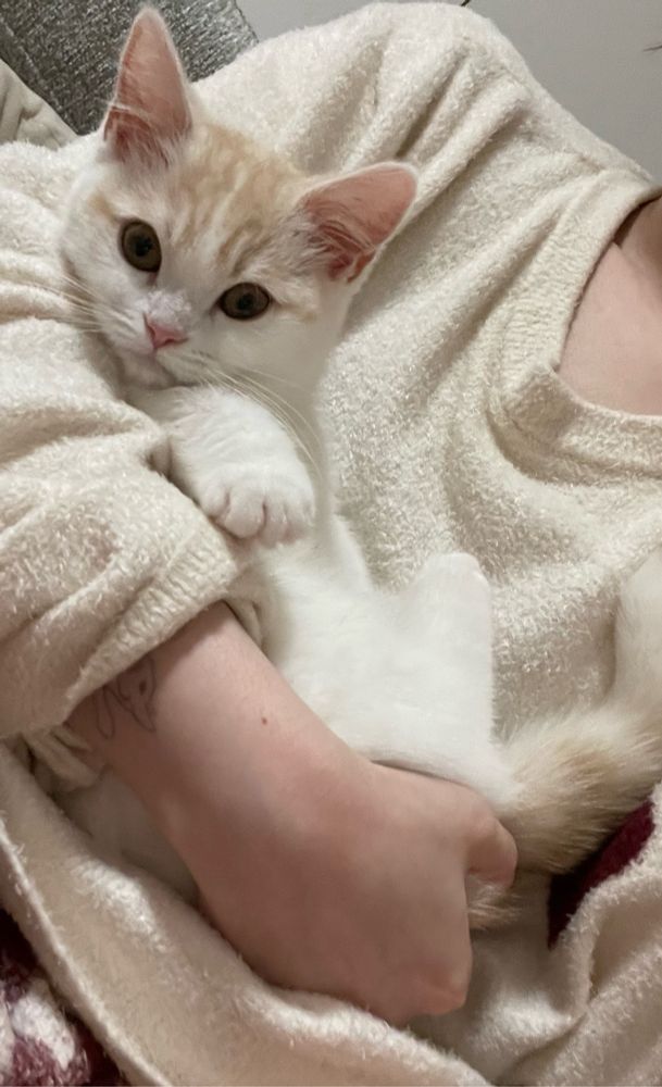 腕に抱かれながらこちらを見る猫。