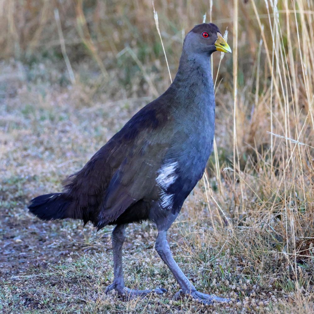 Tasmanian native hen (Tribonyx mortierii)