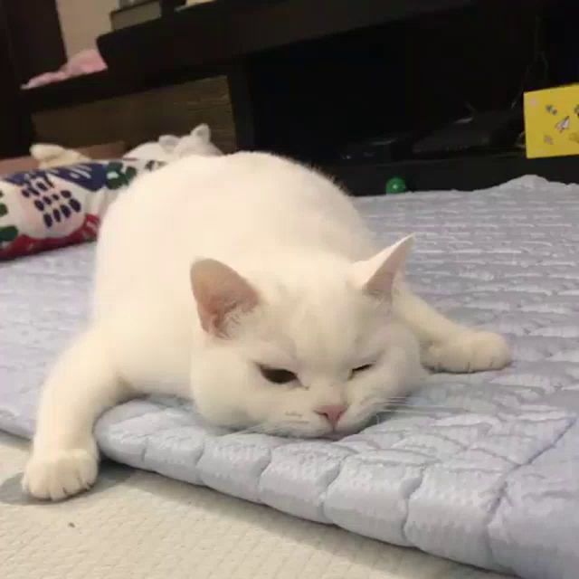 a white cat laying on its back on a blanket