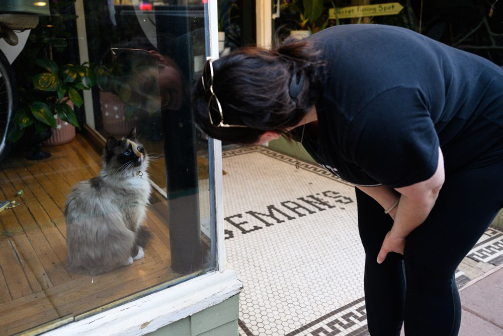 A beautiful, fluffy, longhair cat with dark and light fur looks out from within the windowed section of a storefront. It sits on wood lathe flooring. On the right, a woman, facing away from camera, toward the cat, bends over to look into the window.