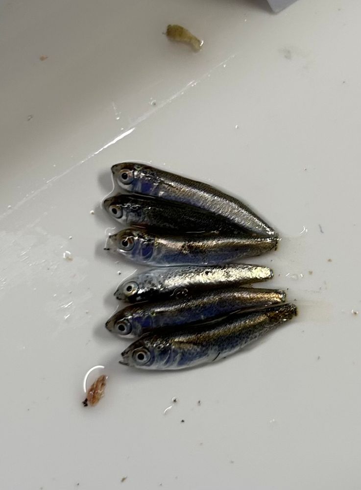Fish