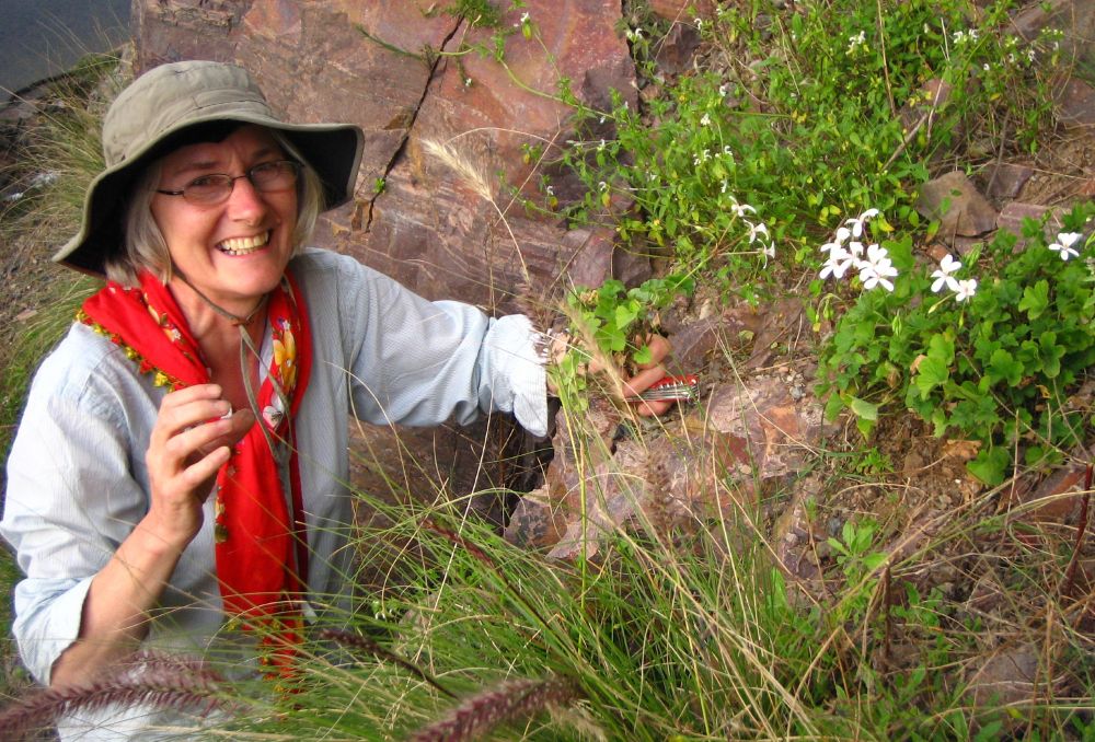 Professor Gibby collecting Pelargonium multibracteatum from the Sumara Pass in Yemen, 4 February 2007. Photograph by Leigh Morris.
