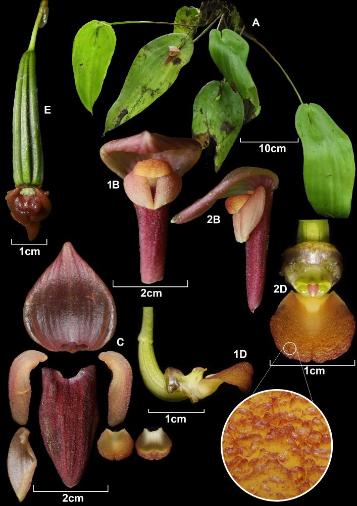 An image from the paper of a flower dissection