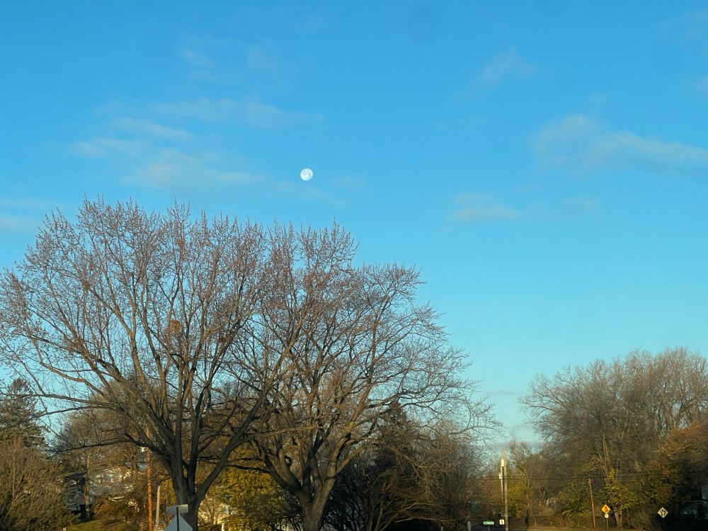 Light blue skies with a smattering of soft clouds behind huge brown trees that’ve lost their leaves for winter. Over one tree hangs the moon, bright white and lovely. 